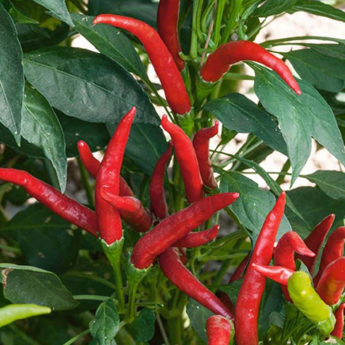Red Hot Pepper